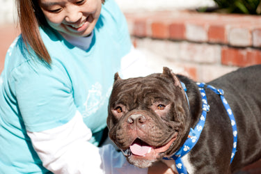 Basementeer Spotlight: Silicon Valley Pet Project