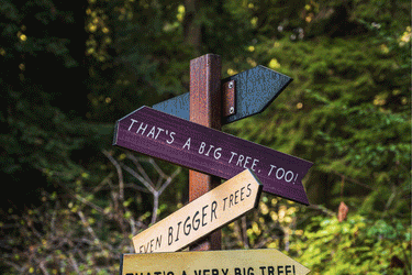 A Weekend at Redwood National Park