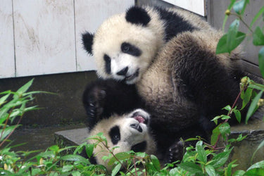 Animal Live Streams in the Bay Area and Beyond!