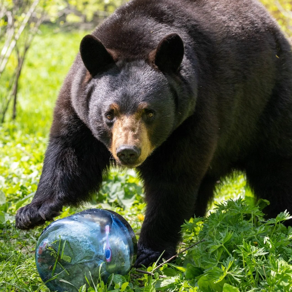 BearVault 450 alternate view