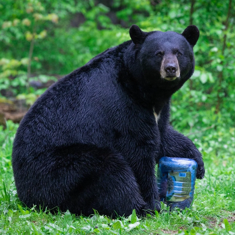 BearVault 500, BearVault 500 with bear