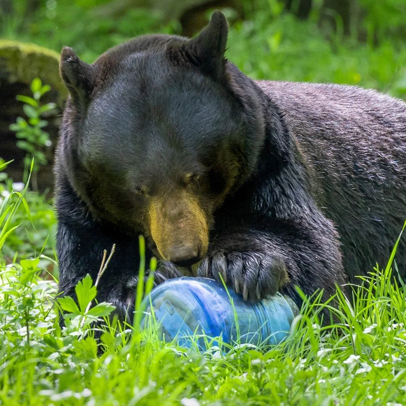 BearVault 475, BearVault 475 with bear