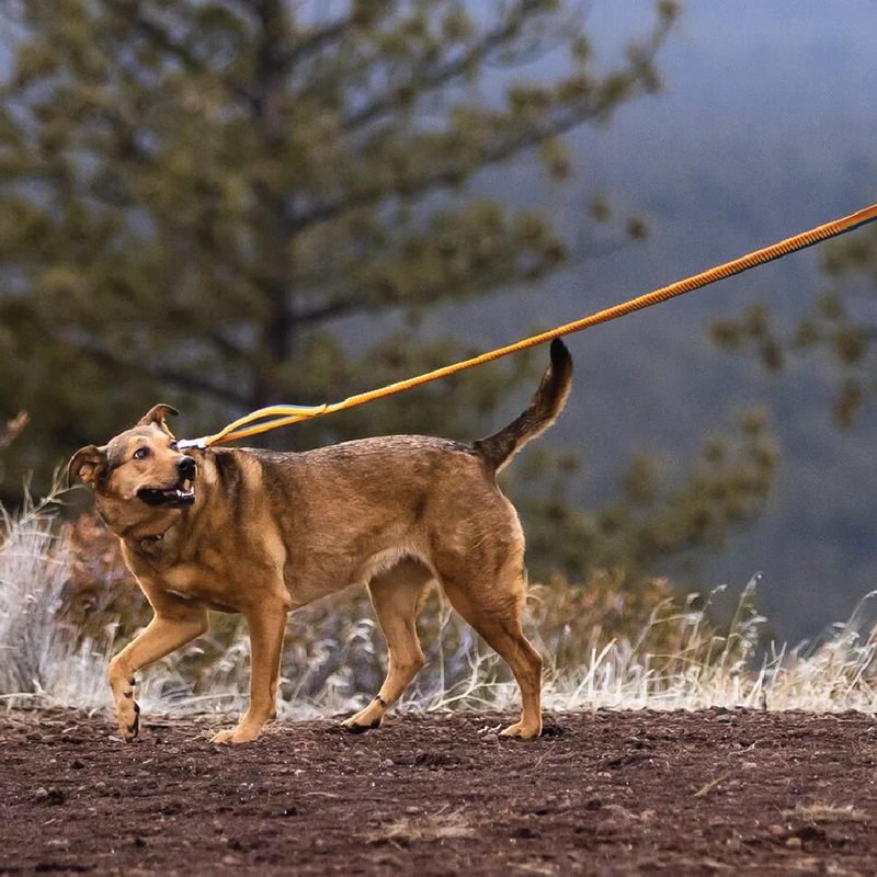 Roamer Bungee Leash, Ruffwear Roamer Bungee Leash on cute dog