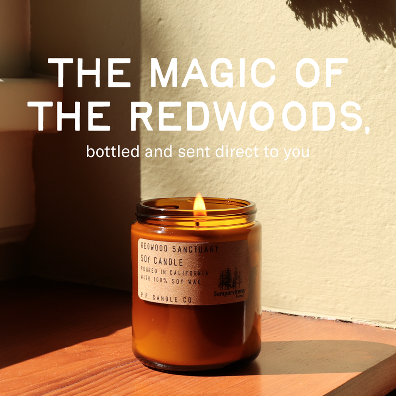 Redwood Sempervirens Fund 7.2oz, P.F. Candle Co. Redwood Sempervirens Fund 7.2oz lifestyle