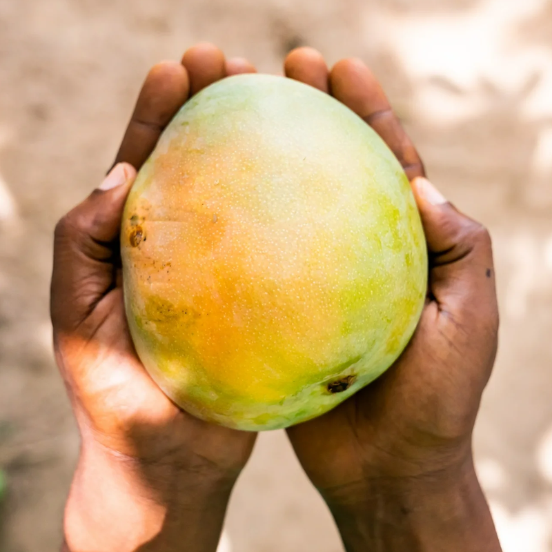 Fruit Bar, South 40 Fruit Bar mango in hand