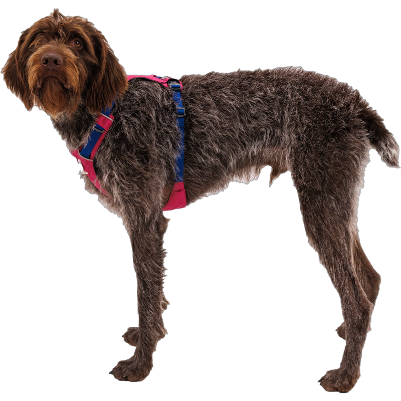 Hi and Light Harness, Ruffwear Hi and Light Harness on Dog