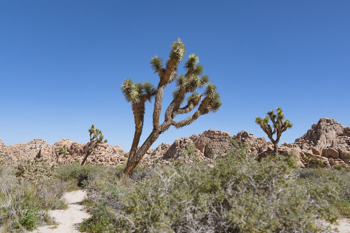 GEAR LIST & ADVENTURE GUIDE FOR A DAY TRIP TO JOSHUA TREE
