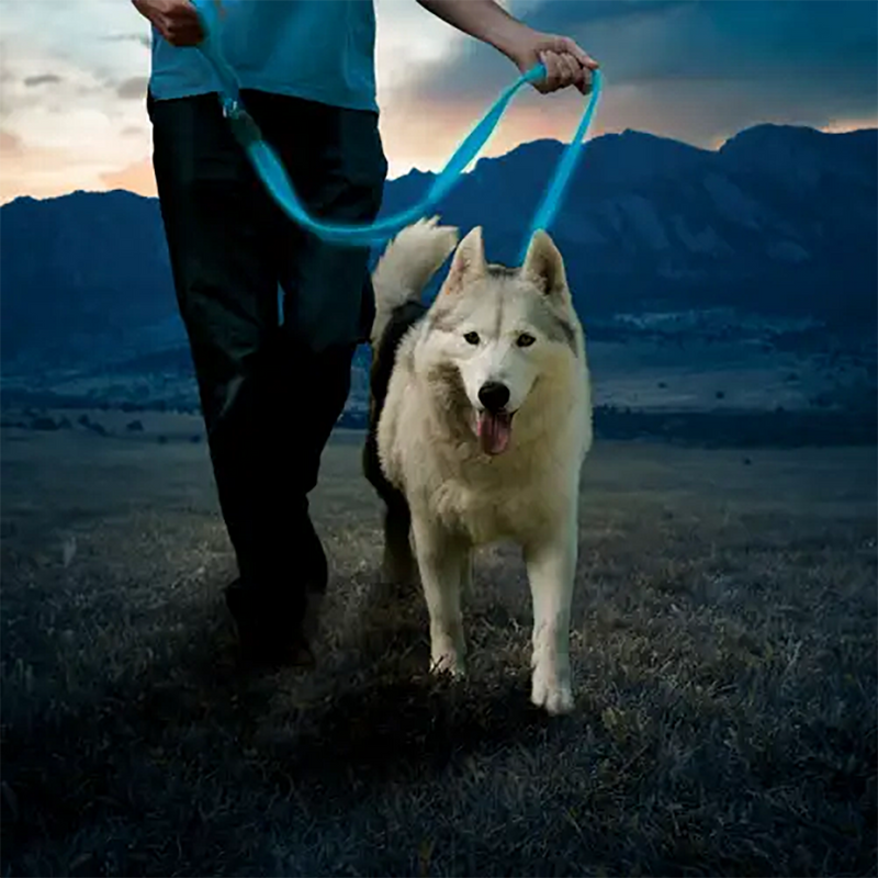 NiteDog Rechargeable LED Leash, Nite Ize NiteDog Rechargeable LED Leash on dog