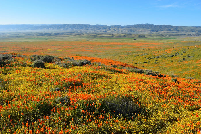 where to find wildflower superblooms in norcal